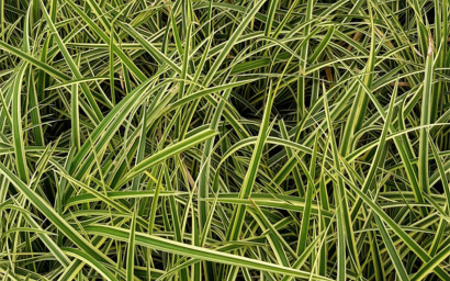 Carex morrowii Gold Band